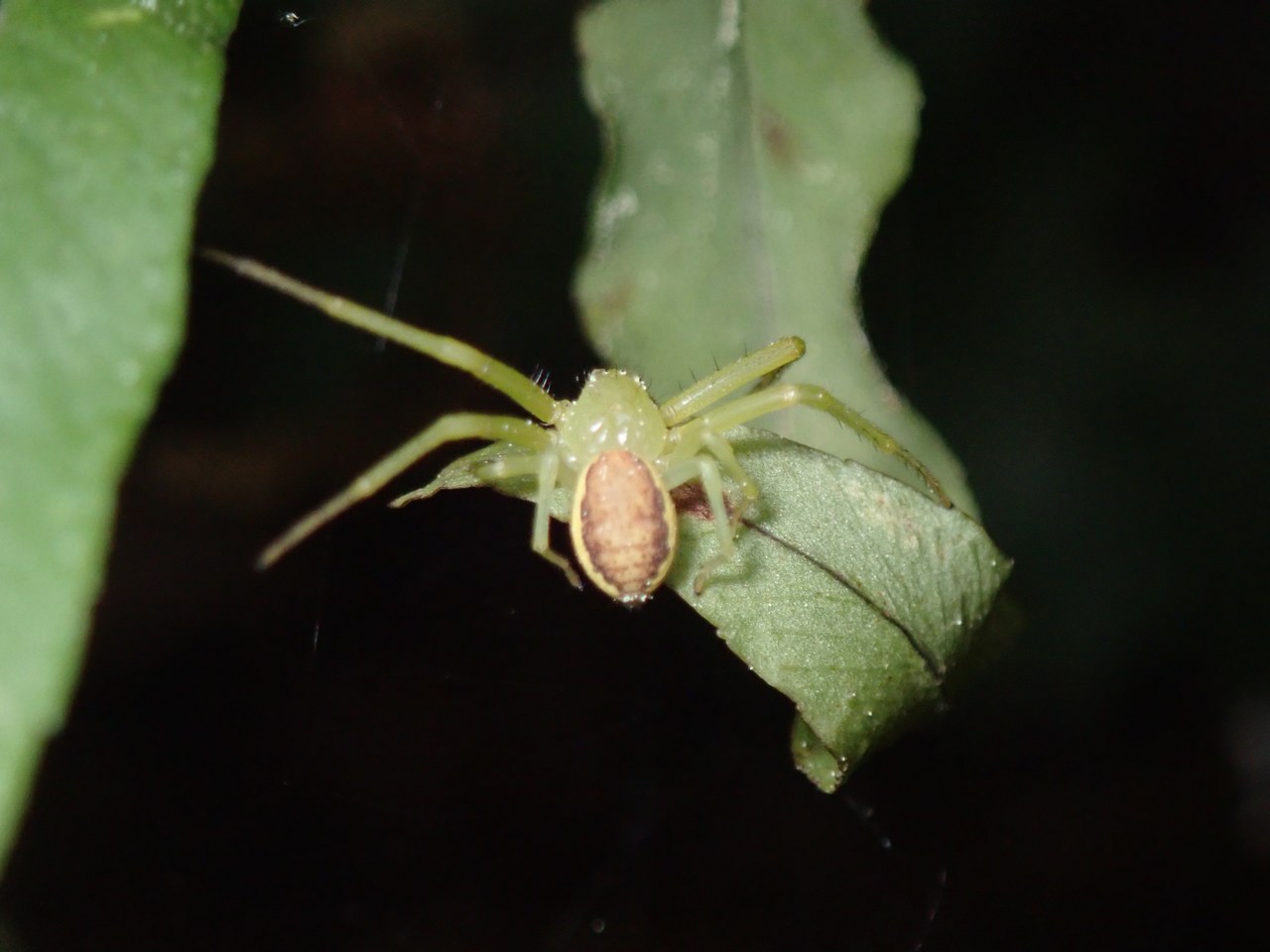Diaea dorsata Diaea dorsata